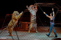 <p>Alexander Lacey and his big cat show was a crowd favorite today. -After a 146 year run, the Ringling Bros. and Barnum & Bailey Circus will end with an evening performance at the Nassau Veterans Memorial Coliseum on Sunday, May 21st. (Michael S. Williamson/The Washington Post via Getty Images) </p>