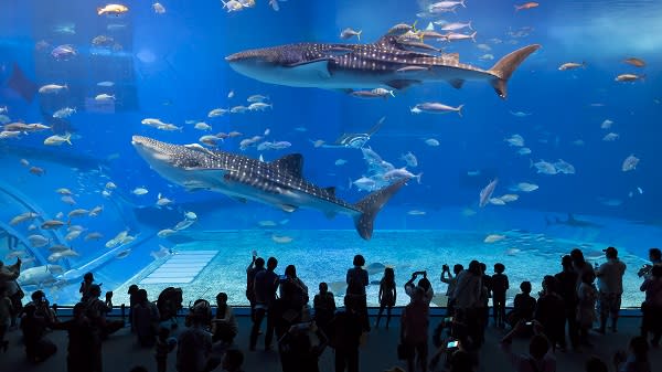 沖繩美麗海水族館是超人氣的親子旅遊景點。（圖/shutterstock）