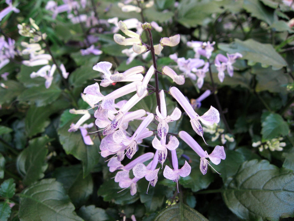 A container garden is the ultimate accessory for your porch, patio, or doorstep. These plants will keep you in style, even in the shade