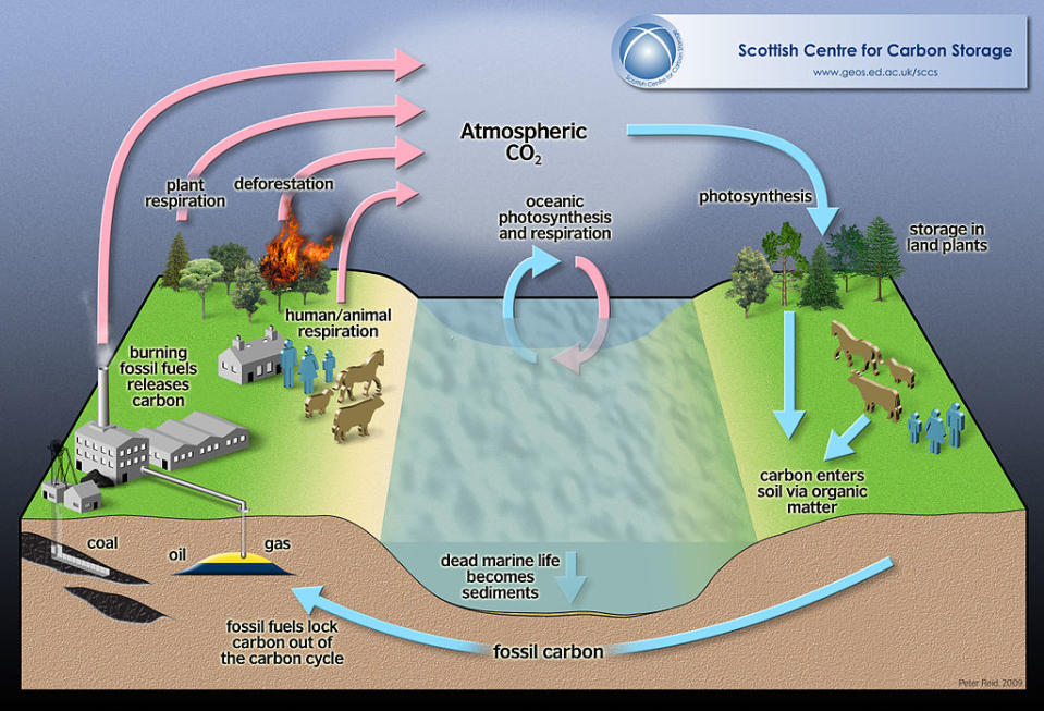 Carbon cycle photosynthesis deforestation atmosphere