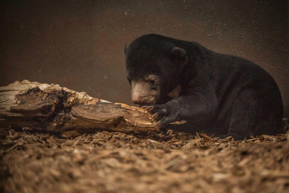 <em>Exploring – she took a few steps around her indoor enclosure before going back to her den (Picture: PA)</em>