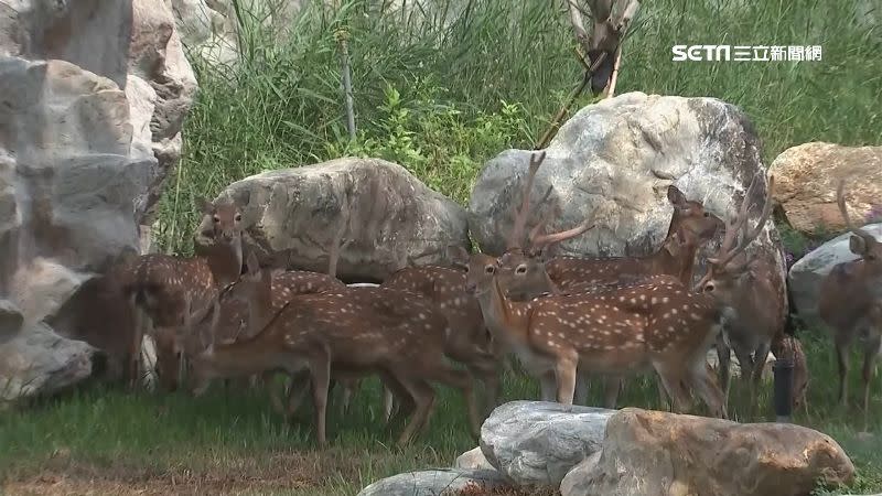 台南頑皮世界推出「全台最美動物展區」，讓遊客一睹梅花鹿風采。