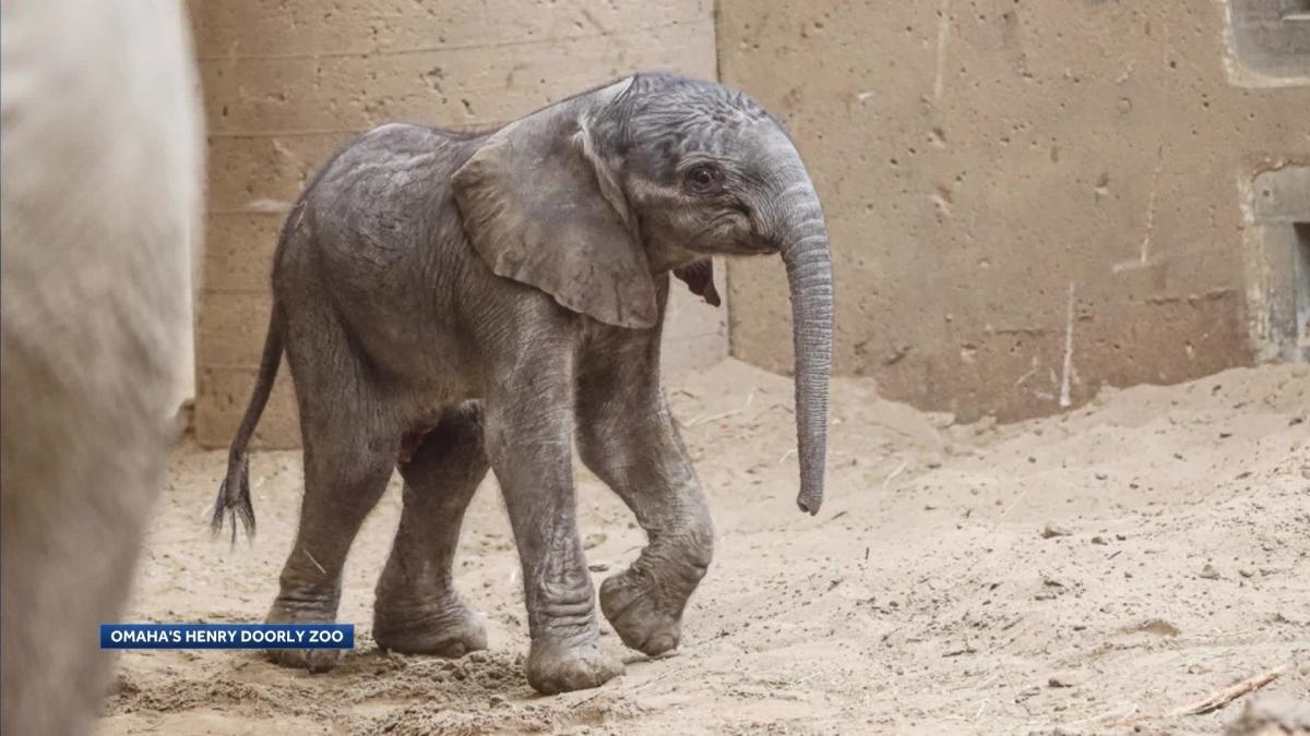 Omaha's Zoo announces birth of baby elephant