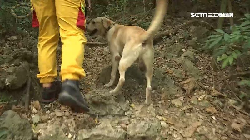 搜救犬也沿著山路尋找傅先生的蹤影。