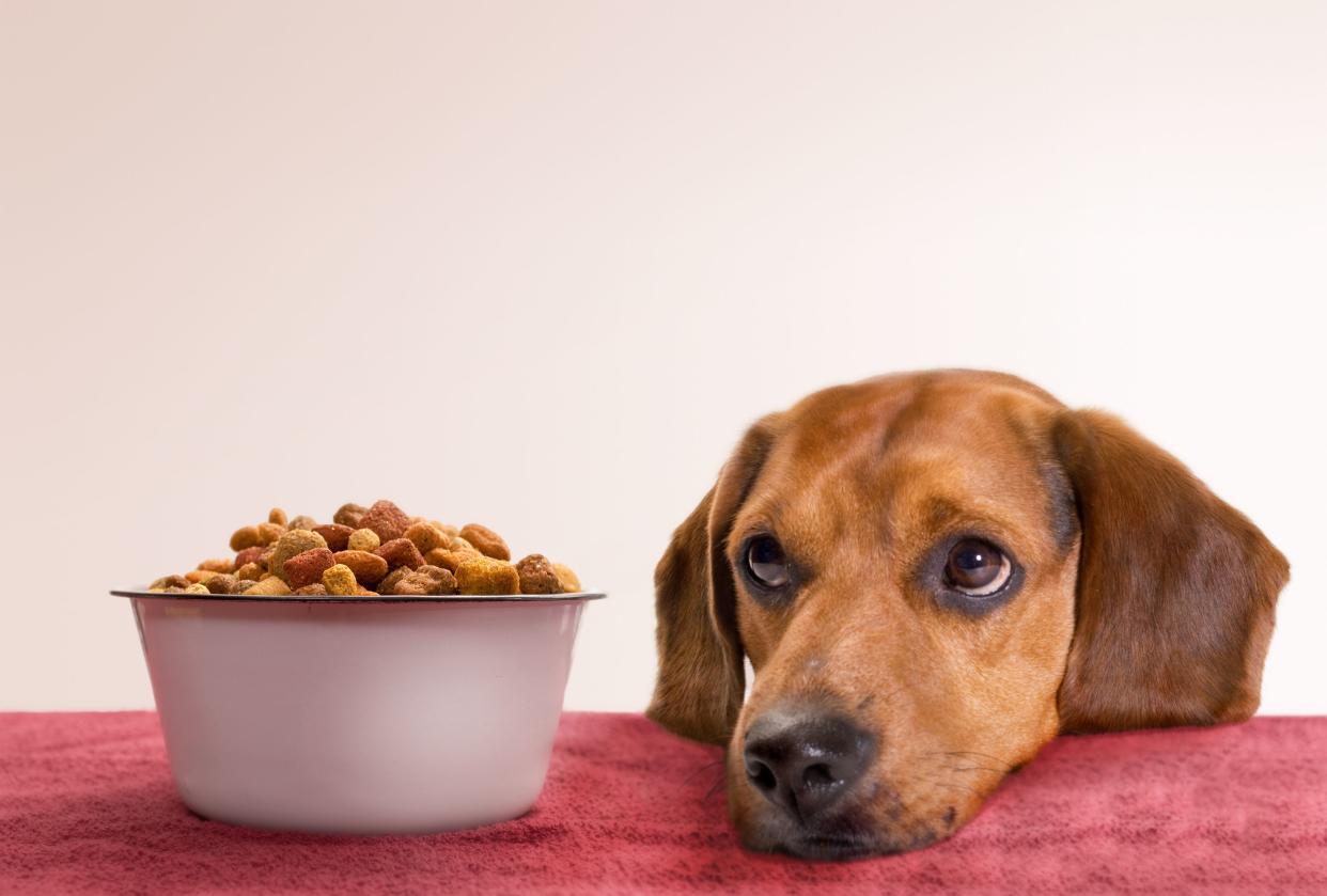 young beagle waits for food...has been blurred some so focus is on eyes and actual dog food.