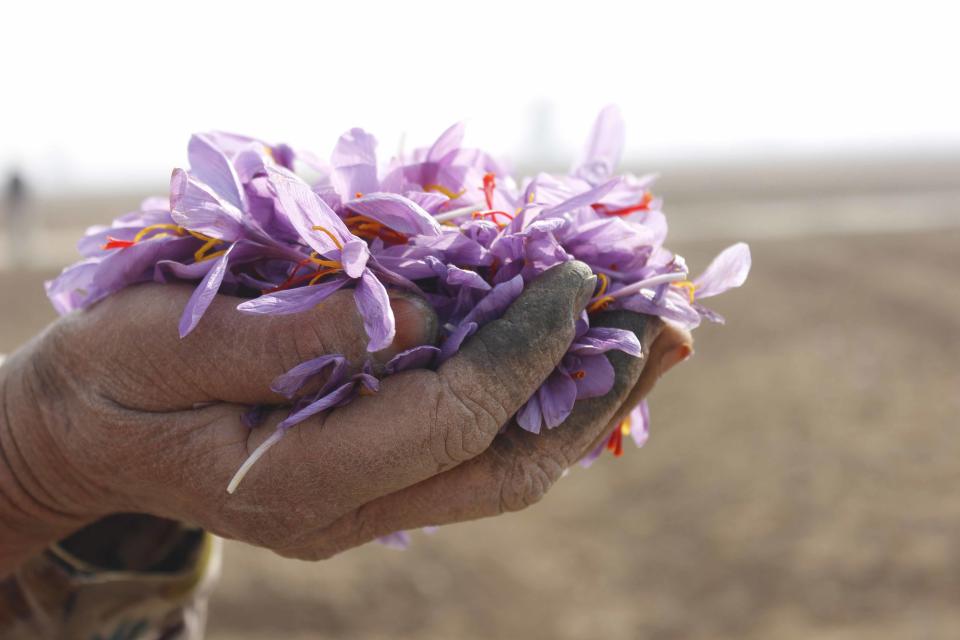 <p>Platz 18 findet ebenfalls in der Küche Verwendung: Safran wird in einem aufwändigen Verfahren aus der Blüte einer gleichnamigen Krokus-Art gewonnen. Da ist echte Handarbeit gefragt – und die hat ihren Preis. Gourmets und Köche müssen für das Gewürz im Durchschnitt 8,80 Euro pro Gramm zahlen. (Bild-Copyright: Pacific Press/ddp Images) </p>