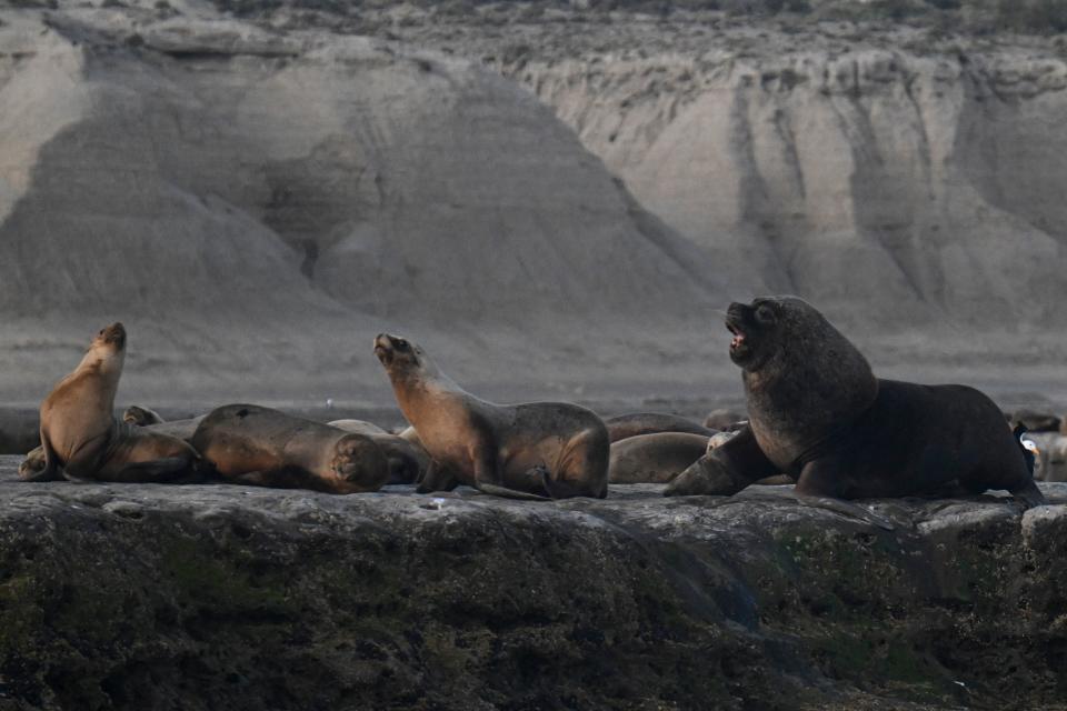 (Photo by LUIS ROBAYO/AFP via Getty Images)