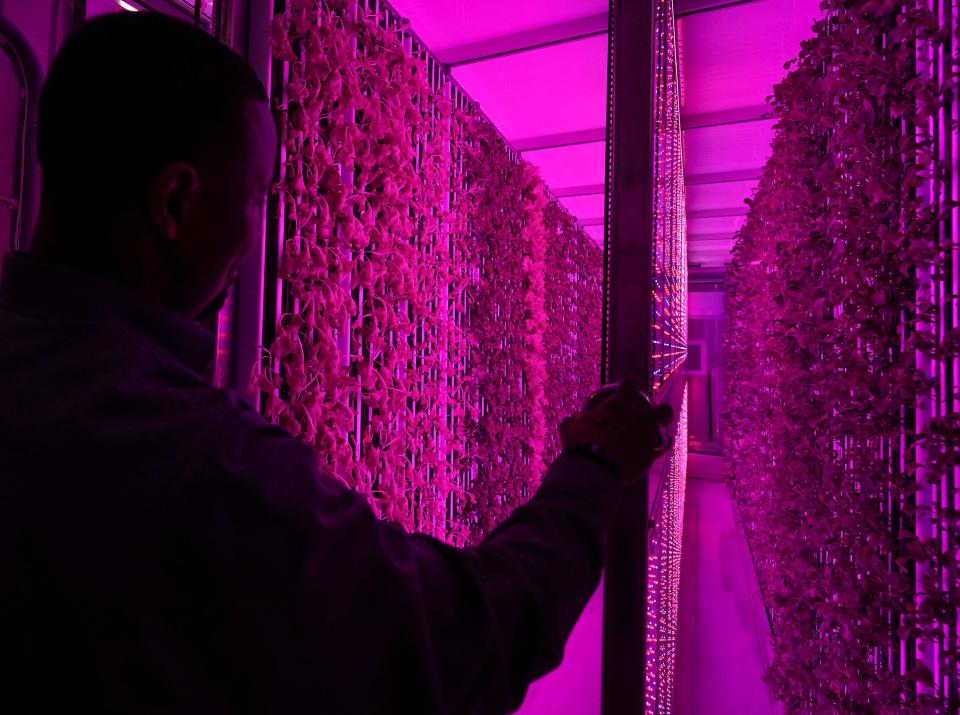 DeMario Vitalis, urban farmer, moves large panels of LED lights in between rows of vegetables, Friday, March 26, 2021, in Indianapolis. 