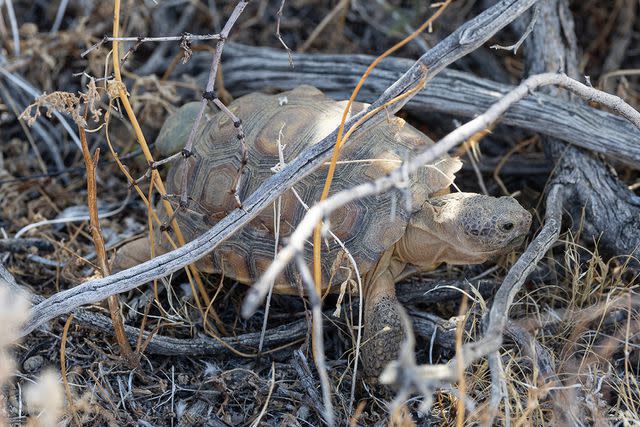 <p>San Diego Zoo Wildlife Alliance</p> A desert tortoise in the Mojave desert