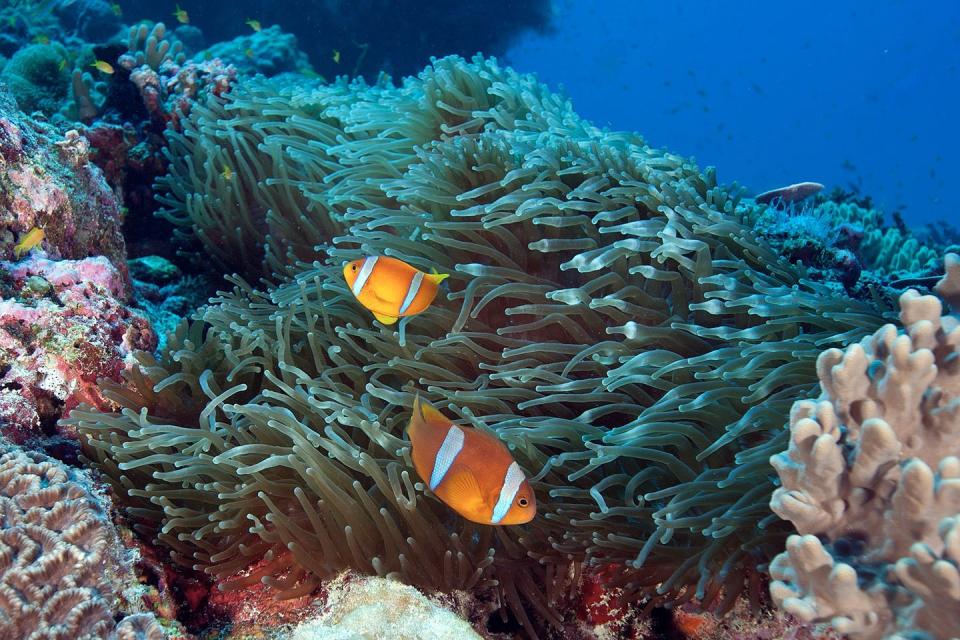 <span class="caption">Most corals are brown or green. Fish and anemones bring color to the reefs.</span> <span class="attribution"><a class="link " href="https://www.livingoceansfoundation.org/publication/global-reef-expedition-chagos-archipelago-final-report/" rel="nofollow noopener" target="_blank" data-ylk="slk:Ken Marks/Khaled bin Sultan Living Oceans Foundation;elm:context_link;itc:0;sec:content-canvas">Ken Marks/Khaled bin Sultan Living Oceans Foundation</a></span>