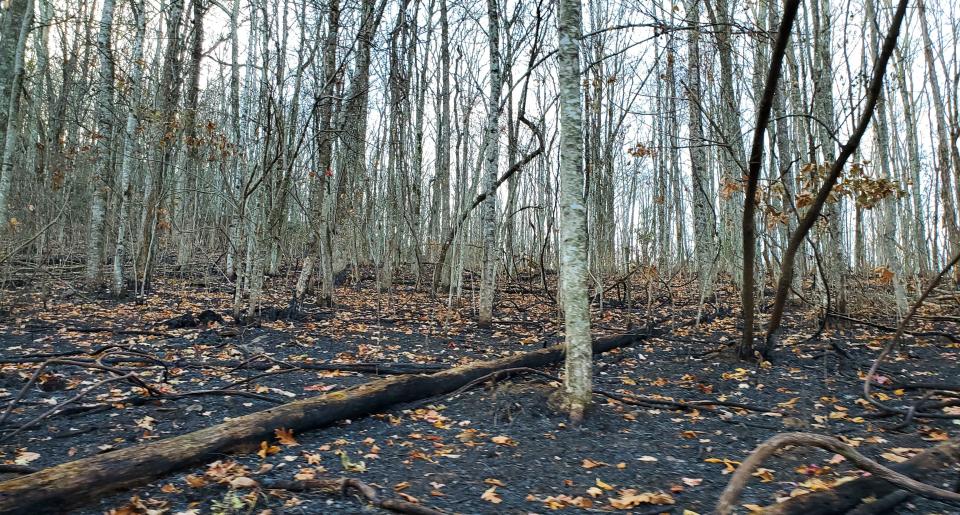 The ground of the forest on Bald Top Mountain is blanketed in ash from the Poplar Drive Fire firefighters have been fighting since Nov. 3.