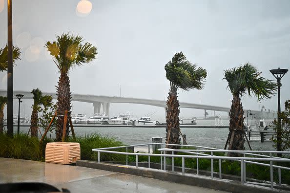 Palm trees at the Clearwater Harbor Marina in Clearwater, Florida, are pushed by the wind on August 30, 2023, after Hurricane Idalia made landfall. Idalia barreled into the northwest Florida coast as a powerful Category 3 hurricane on Wednesday morning, the US National Hurricane Center said. 