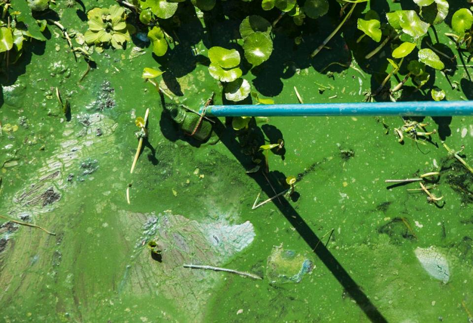 John Cassani, the Calusa Waterkeeper takes a sample of algae from on east side of the Franklin Locks  on Tuesday, May 18, 2021. It will be tested to see if it is Cyanobacteria or blue-green algae.  