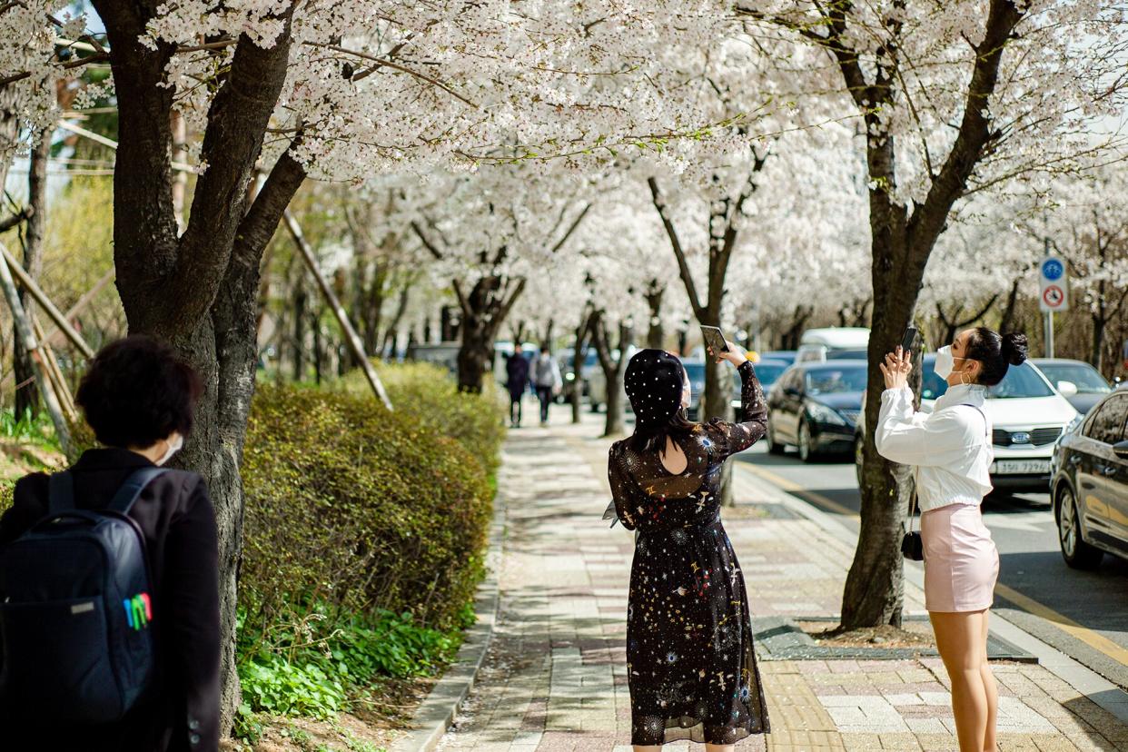 People take photos of cherry blossoms during a spring day at Yeouido, the main finance and investment banking district in South Korea