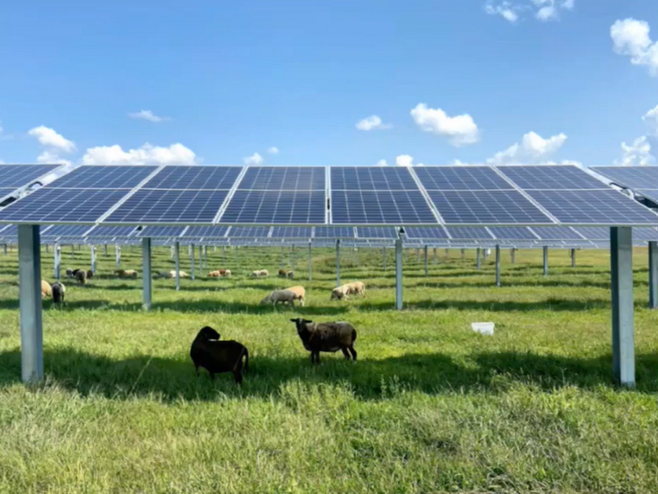 One Energy Renewables is interested in grazing sheep at its proposed solar project south of Tri-Cities, Wash.