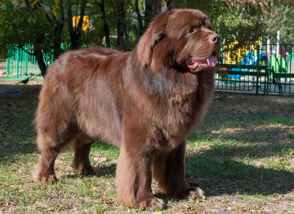 There's a good reason that the enormous Newfoundland breed is known as a 'nanny dog'. They may look intimidating but they are incredibly gentle, particularly with children, and the only problem you should have is stopping them from affectionately licking strangers. (Photo: Canva/Getty Images)