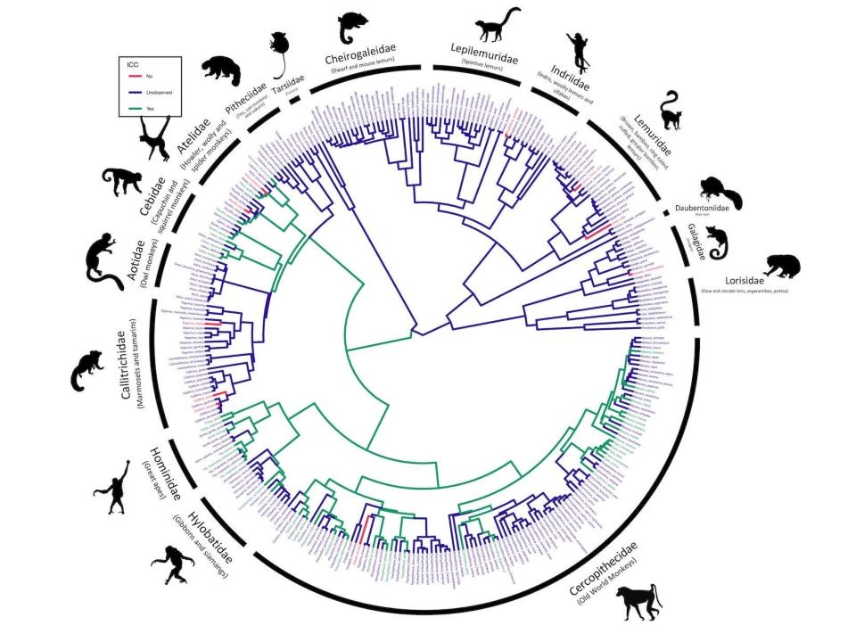 a phylogenic tree shows the cases of infant corpses carrying among primate families.