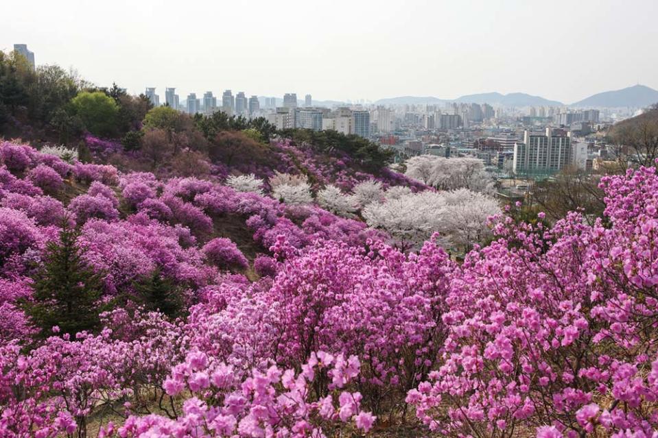 遠美山杜鵑花（Photo by KTO Kim Jiho, 韓國觀光公社提供）