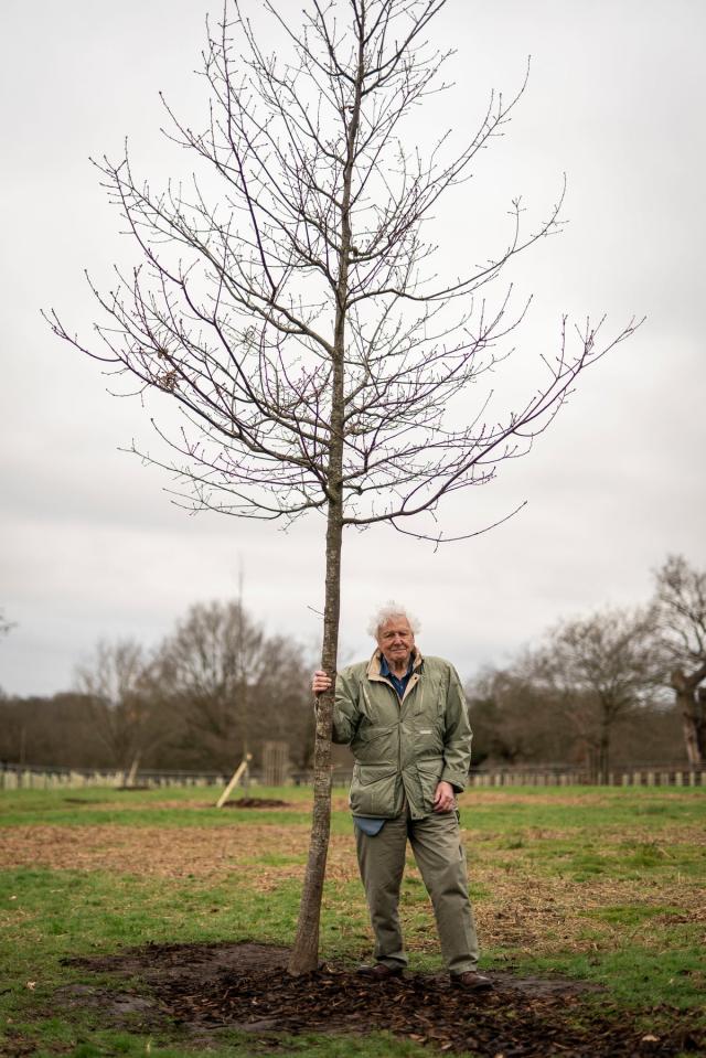 Sir David Attenborough plants a tree, in honour of Queen Elizabeth II, for The Queen's Green Canopy in Richmond Park with school children from across London (PA)