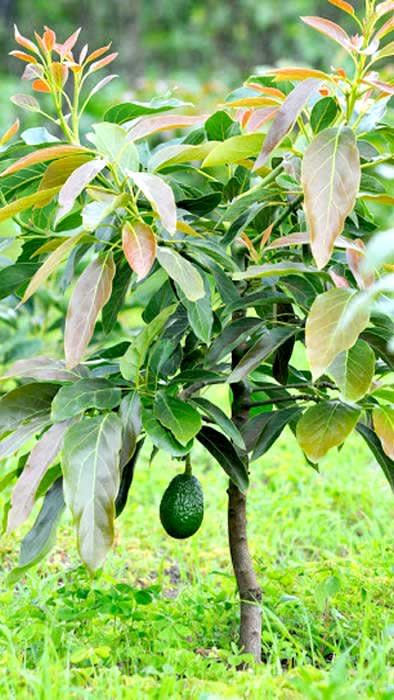 Plantogram Avocado Tree Super Hass Variety Grafted