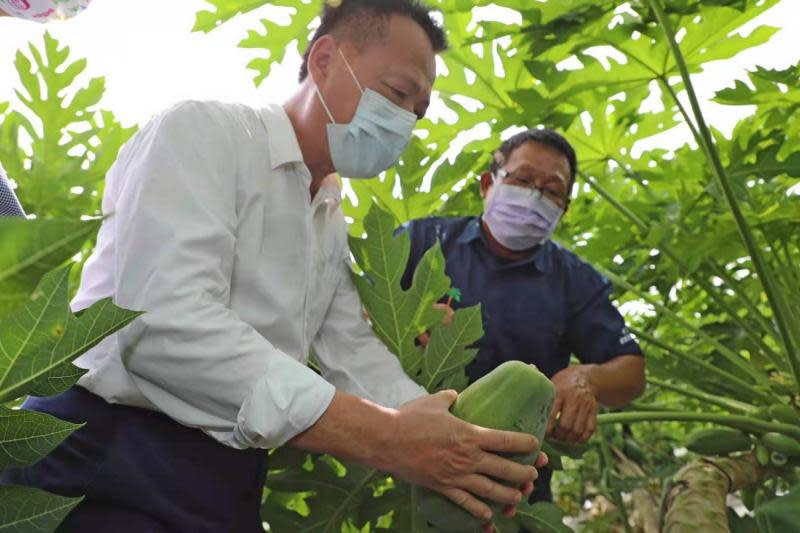 智慧科技栽植木瓜　翁縣長訪視悠沃農場