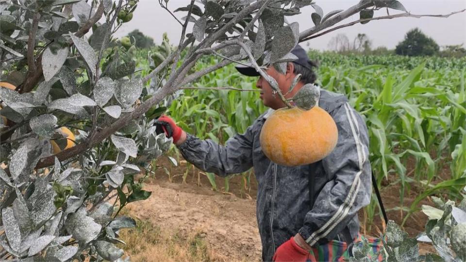 越冷甜度越高！雲林斗六茂谷柑 年節最佳伴手禮