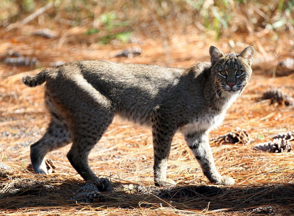 Rabid bobcats are attacking people and pets