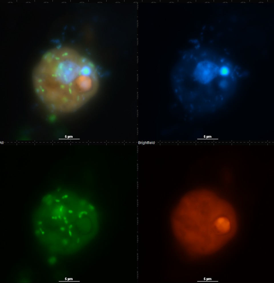 a grid of red, blue and green circles against a black background