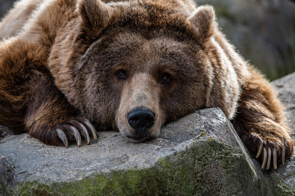 MADRID, SPAIN - 2021/12/10: A brown bear (Ursus arctos) is seen lying on a rock in its enclosure at the Madrid Zoo. (Photo by Marcos del Mazo/LightRocket via Getty Images)