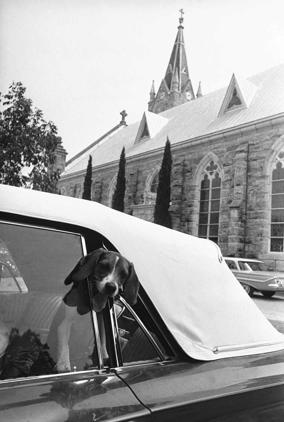 Lyndon B. Johnson's beagle Kimberly sticks his head out a car window.