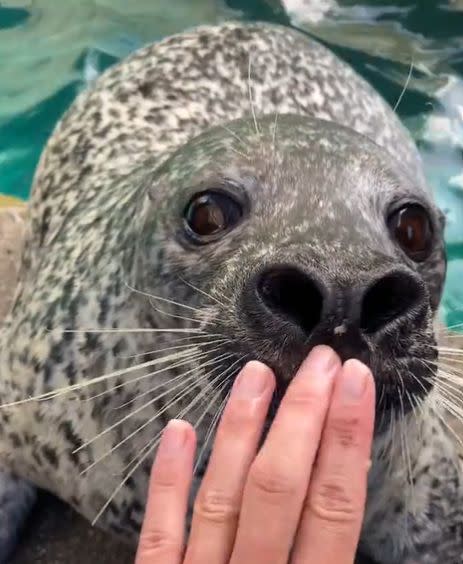 ▲京都水族館內呆呆萌萌的海豹。（圖／Twitter：Kyoto_Aquarium） 