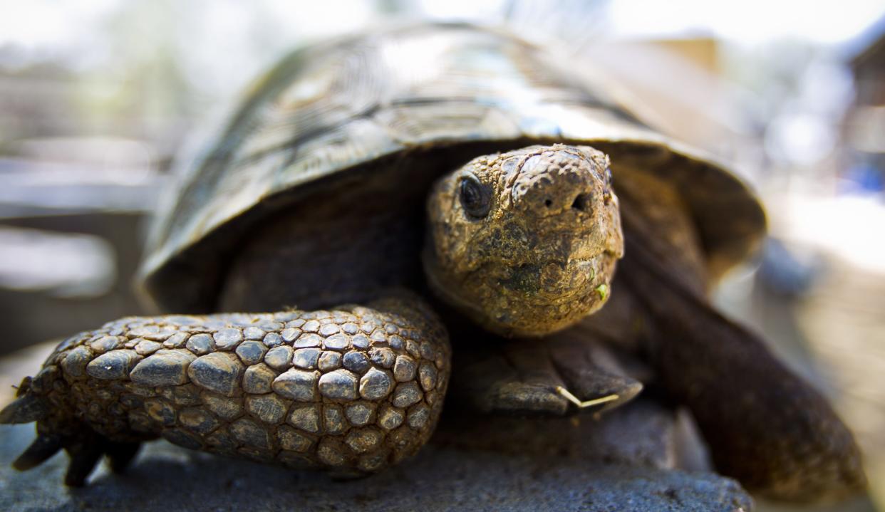 A Sonoran desert tortoise photographed in 2011 at the Phoenix Herpetological Society.