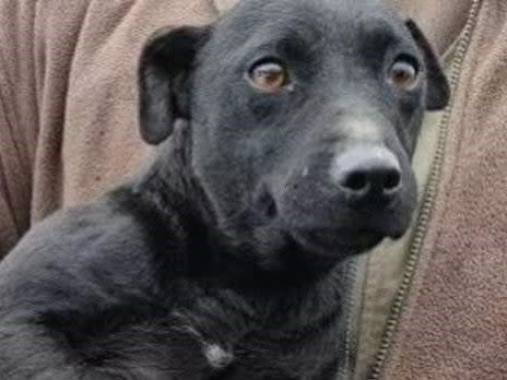 Peggy the Patterdale terrier (South Yorkshire Police)