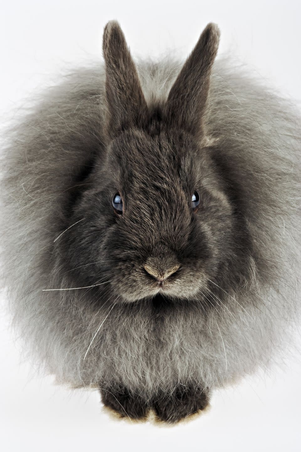 rabbit breeds french angora