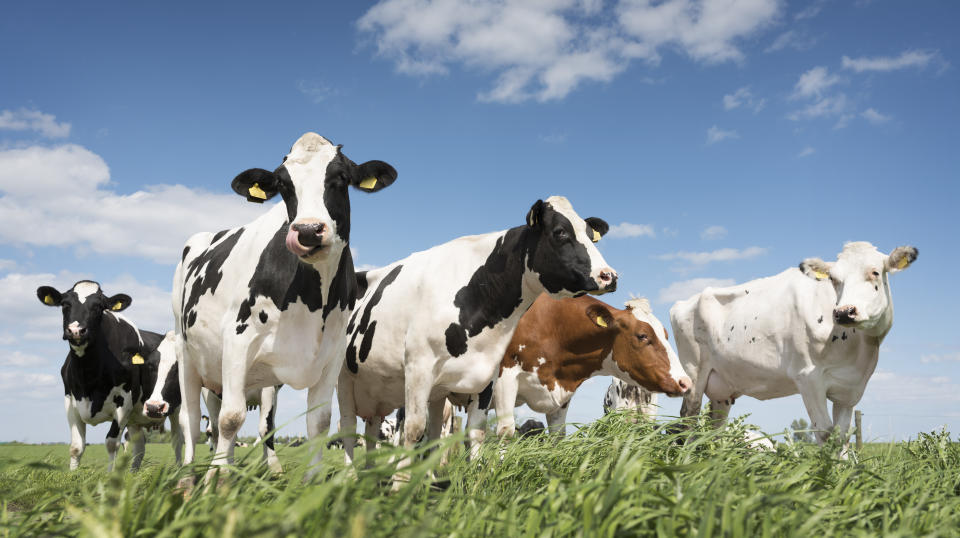 Cows on a farm near Amersfoort in The Netherlands.&nbsp; (Photo: ahavelaar via Getty Images)