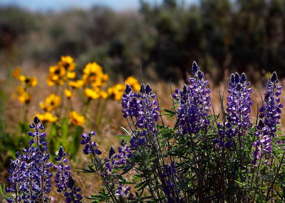 Nourished by spring rains, recent sunshine and warmer temperatures, clumps of purple lupine and yellow Carey’s balsamroot provide a colorful contrast to the browns and greens of the hillsides along the Bob Olson Parkway in south Kennewick. 