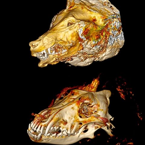 Researchers at the Jikei University School of Medicine in Tokyo performed tomographic scans of the wolf and cave lion heads - Credit: Naoki Suzuki