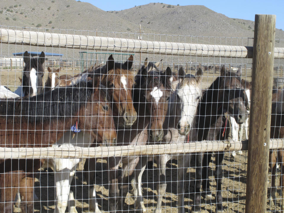 In this June 5, 2013 photo, some of the hundreds of mustangs the U.S. Bureau of Land Management removed from federal rangeland peer at visitors at the BLM's Palomino Valley holding facility about 20 miles north of Reno in Palomino Valley, Nev. The U.S. Forest Service has built a corral in California that could allow it to bypass federal restrictions and lead to the slaughter of wild horses. The agency acknowledged in court filings in a potentially precedent-setting legal battle that it built the new pen for mustangs gathered in the fall on national forest land along the California-Nevada line because horses held at other federal facilities cannot be sold for slaughter. (AP Photo/Scott Sonner)