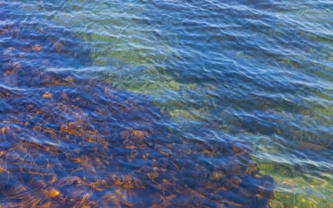 Kelp on the Moray Firth coast at Buckie, Scotland - Credit: Stockbyte