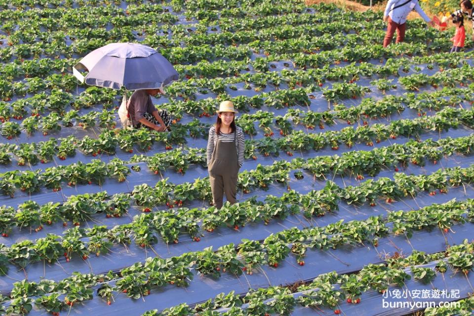 大湖草莓季