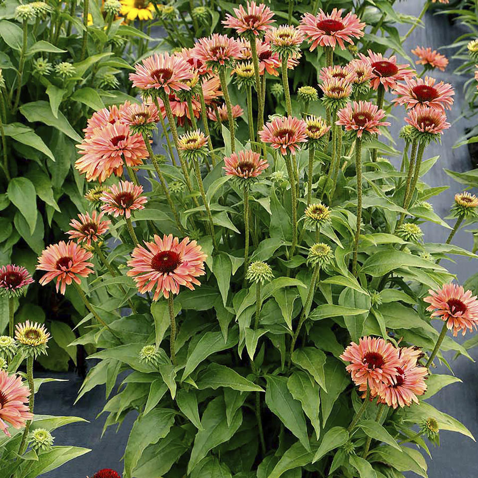 This undated photo provided by Terra Nova Nurseries shows a FRESCO Apricot echinacea. Nurseries and garden centers are expected to stock a plethora of similarly colored plants now that Pantone has named Peach Fuzz as its 2024 color of the year. (Terra Nova Nurseries via AP)