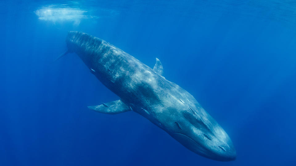 Blue whale swimming beneath water.