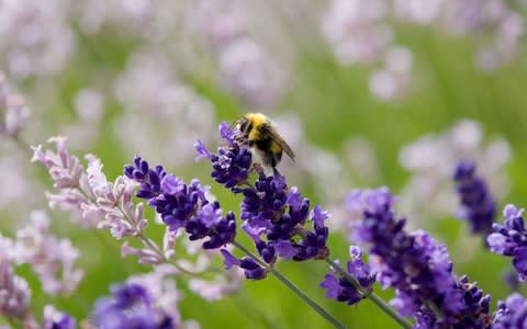 Bee pollinating lavender pant - Credit: Alamy