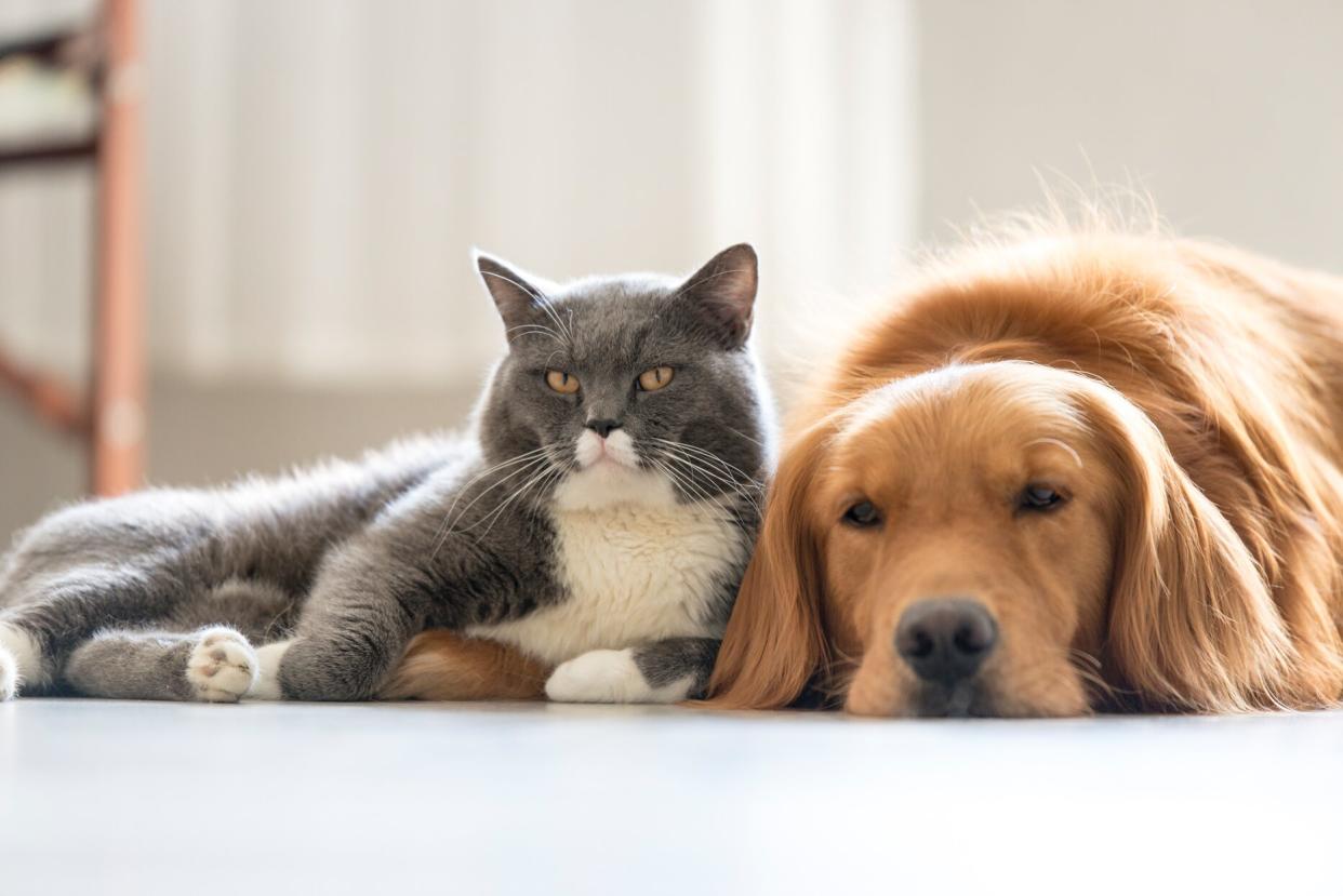 cat leaning on golden retriever