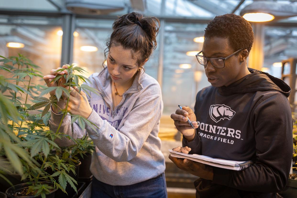 University of Wisconsin-Stevens Point students Sharayah Lazaroff (left) and Mike Ayensu-Mensah (right) look at hemp plants that will be used in a study of PFAS remediation.