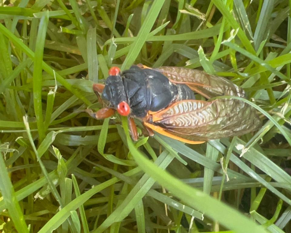 Why are 17year cicadas so loud, and how do they make noise?