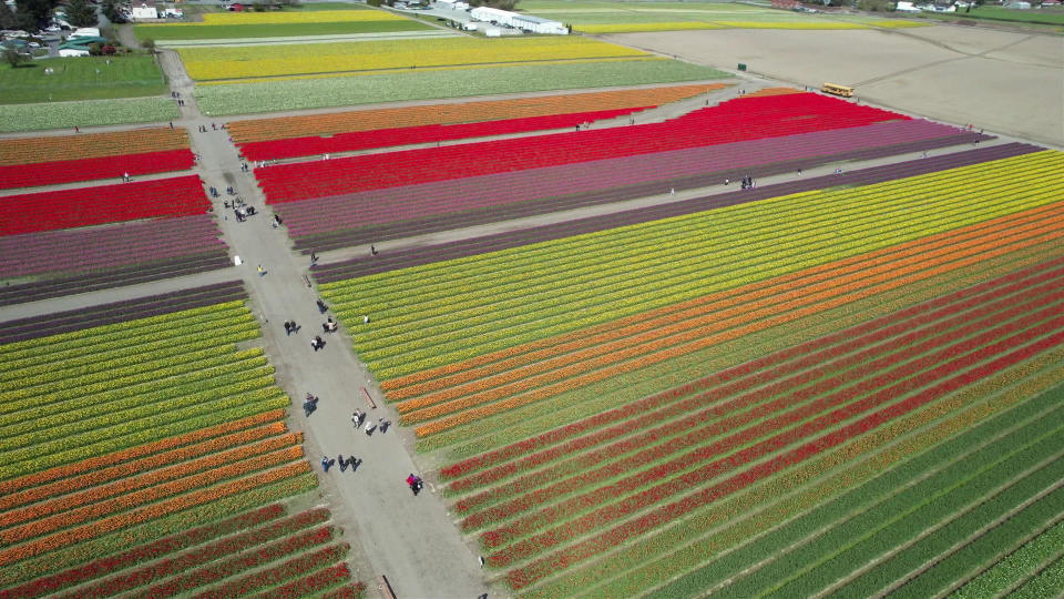 An aerial view of the Roozens' tulip farm.  / Credit: CBS News
