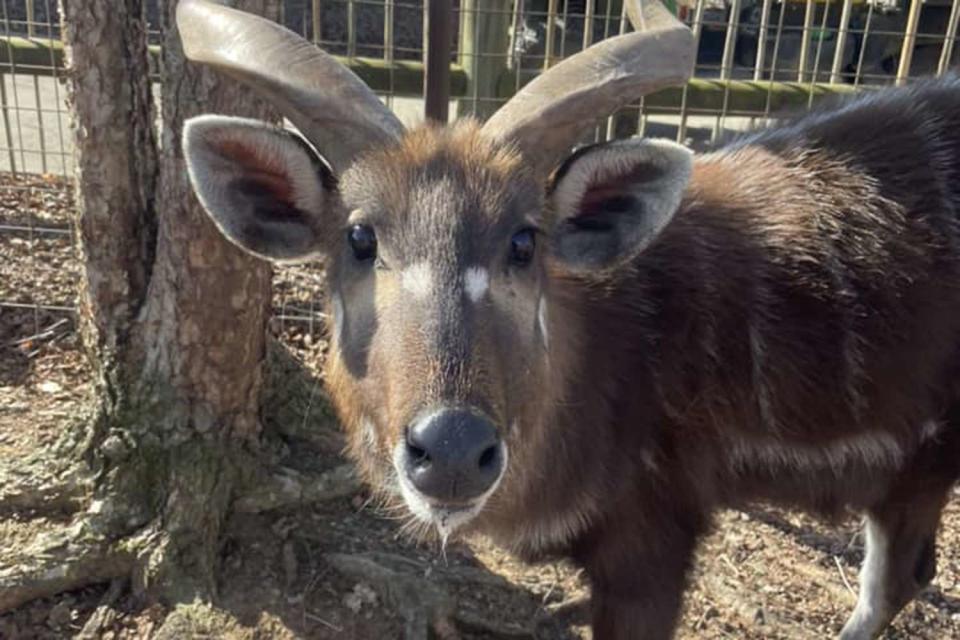 <p>Brights Zoo</p> A 7-year-old male antelope named Lief 