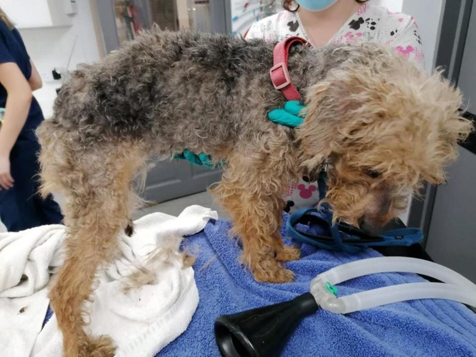 Freya the dog recovers after being thrown from a truck