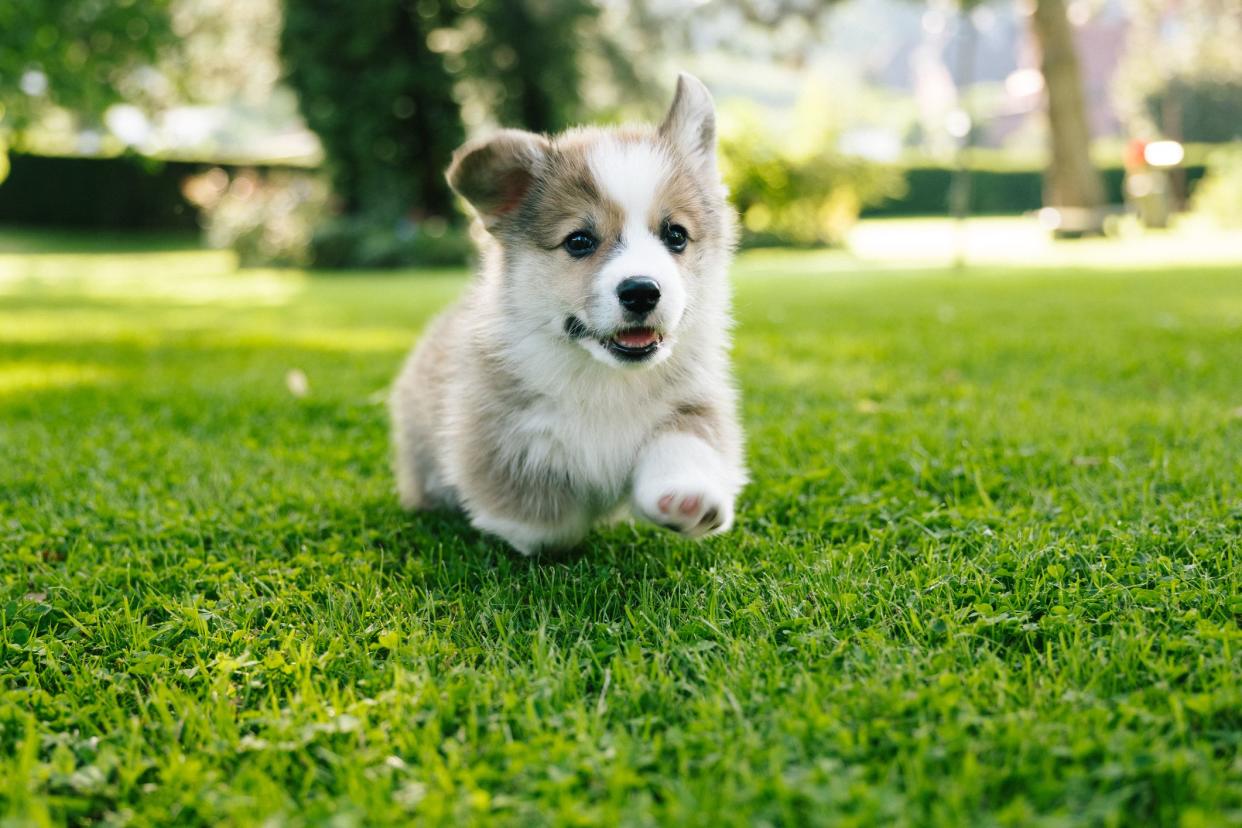 on the meadow